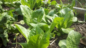 2011-04-18_15-50-19_43